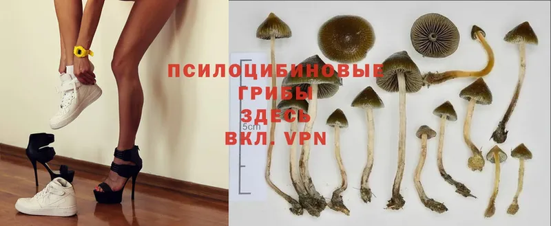 Галлюциногенные грибы Cubensis  kraken   Кодинск 